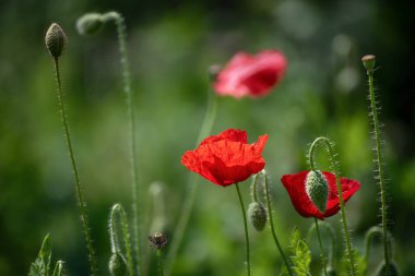 Yeşil çimen tarlasında açan kırmızı gelincik çiçekleri, çiçekli doğal bahar mevsimi arkaplanı, hatıra ve uzlaşma günü için resim olarak kullanılabilir.