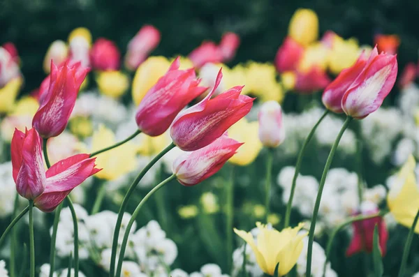 Εαρινό Λιβάδι Βιολετί Ροζ Και Λευκά Λουλούδια Τουλίπας Στοκχόλμη Σουηδία — Φωτογραφία Αρχείου