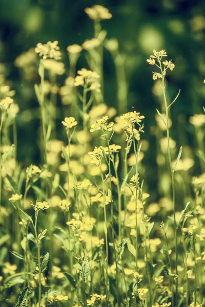 Colza Campo Con Fiori Gialli Naturale Agricoltura Eco Primavera Fondo — Foto Stock