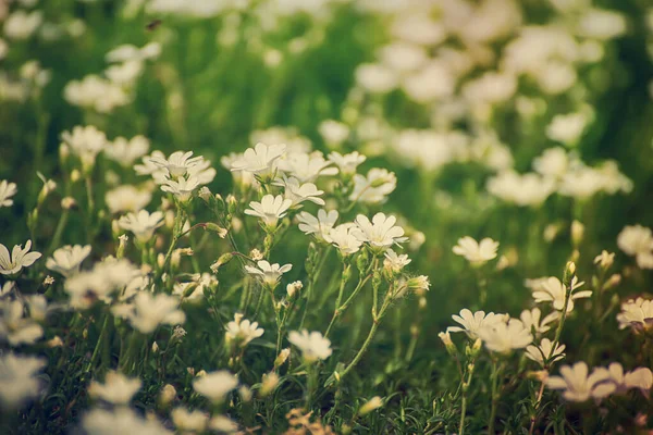 Fehér Lágy Tavaszi Virágok Nőnek Réten Szezonális Természetes Virágos Hipster — Stock Fotó