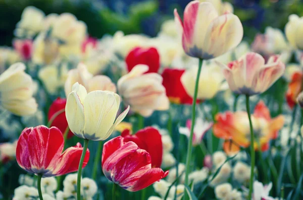 Prado Primavera Com Flores Tulipa Vermelha Branca Fundo Floral Sazonal — Fotografia de Stock
