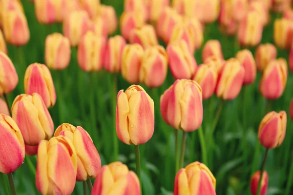 Forår Solrig Eng Med Orange Røde Tulipan Blomster Blomster Naturlige - Stock-foto