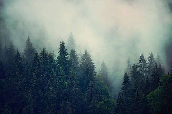 stock image Misty foggy mountain landscape with fir forest and copyspace in vintage retro hipster style