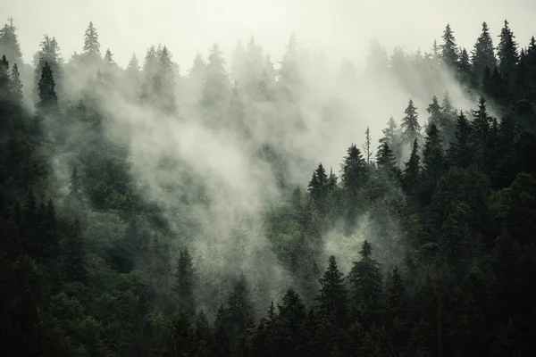 Misty Foggy Mountain Landscape Fir Forest Copyspace Vintage Retro Hipster — Stock Photo, Image