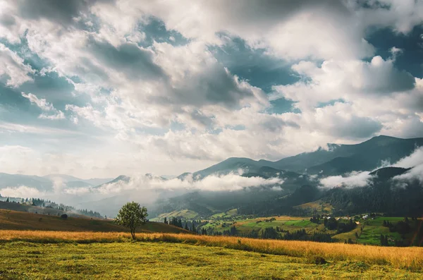 山と夏の風景 白い雲と孤独な木と青空 カルパチア山脈 ウクライナ — ストック写真