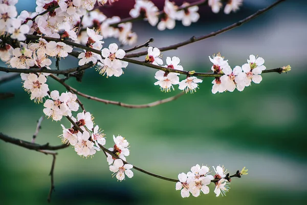 Florecimiento Del Albaricoque Primavera Con Hermosas Flores Blancas Macro Imagen —  Fotos de Stock