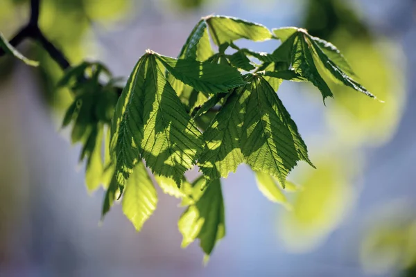 Kastanjeboom Met Lente Groene Bladeren Seizoensgebonden Natuurlijke Achtergrond — Stockfoto