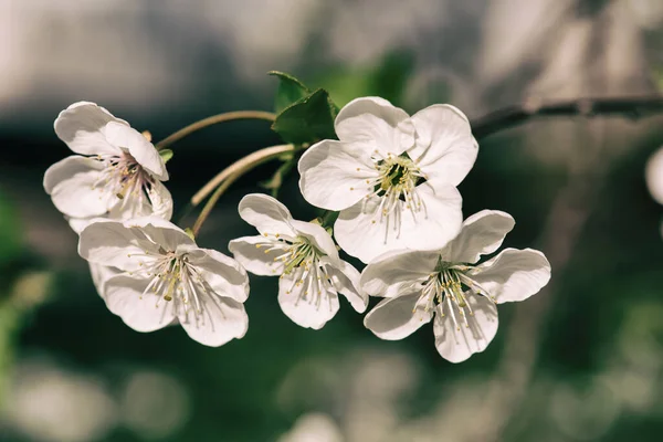 Floraison Fleurs Cerisier Printemps Avec Feuilles Vertes Copyspace Fond Floral — Photo