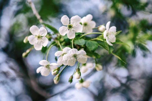 벚꽃이 피어나는 계절은 모조품으로 자연적 계절의 배경을 가지고 — 스톡 사진