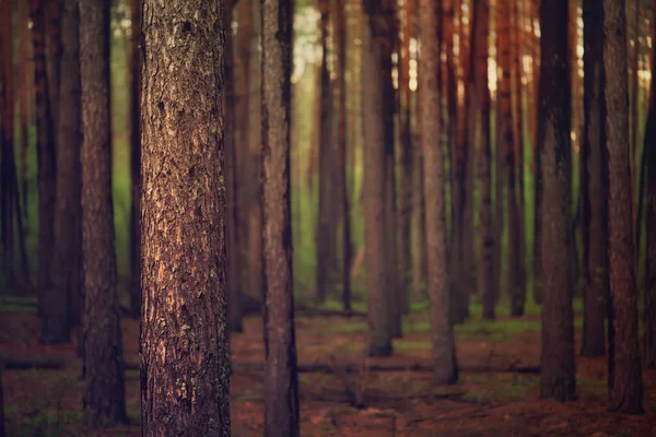 나무가 어두운 소나무 자연적 빈티지 — 스톡 사진