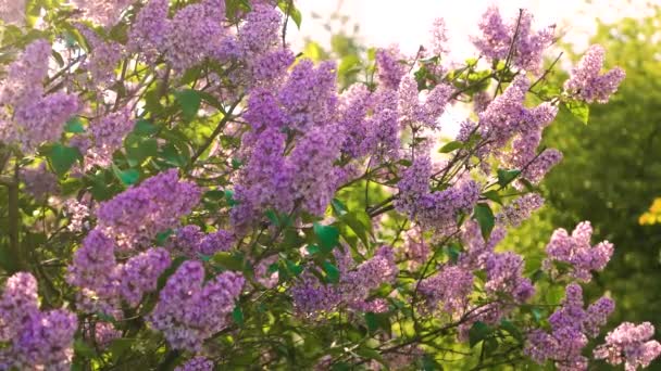 Branch Lilac Flowers Green Leaves Floral Natural Background Footage — Stock Video