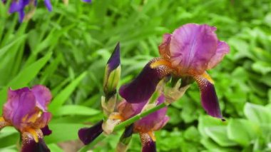 İlkbaharda açan güzel pembe iris çiçekleri, yaz mevsiminde çiçek açan arka plan, 4k görüntü