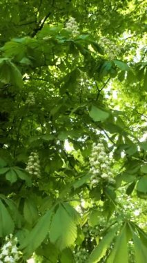 Bahar çiçekleri açan kestane ağacı, mevsimlik çiçek arkaplanı, 4k görüntü