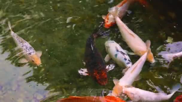 ปลาจ านวนมากว ายน าบนพ วของน าในบ ปลาคาร พแฟนซ อปลาโคอ ในบ — วีดีโอสต็อก