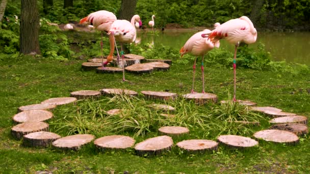 Csoport Phoenicopterus Roseus Rózsaszín Flamingo Áll Mellett Parkban Állati Természetes — Stock videók