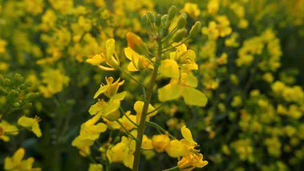 Pole Rzepaku Żółtymi Kwiatami Trzepotanie Wietrze Naturalne Rolnicze Ekowiosna Tło — Wideo stockowe