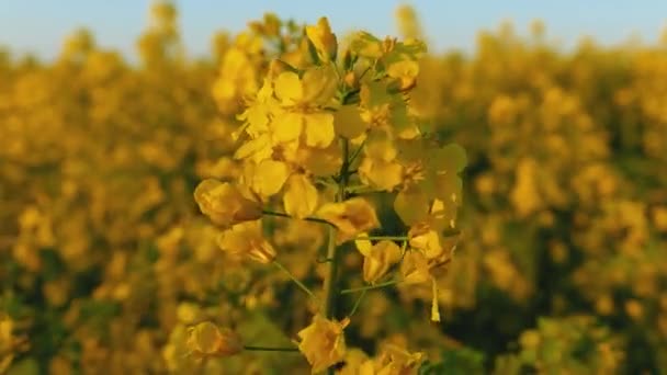 風に黄色の花が舞う菜の花畑 自然農業生態系の春の背景 — ストック動画