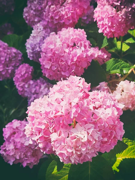 Πολλά Πολύχρωμα Λουλούδια Ορτανσία Ροζ Που Αναπτύσσονται Στον Κήπο Floral — Φωτογραφία Αρχείου