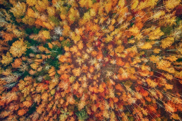 Kleurrijke Herfstbos Vorm Boven Gevangen Met Een Drone Natuurlijke Seizoensgebonden — Stockfoto