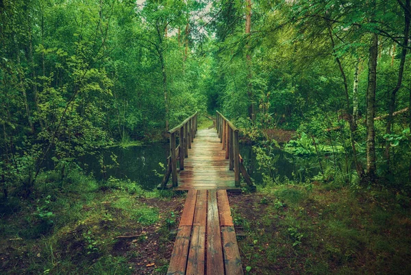 Летний Капризный Лес Болото Деревянной Дорожкой Мостом Зелеными Деревьями Естественным — стоковое фото