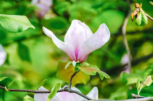 Bloeien Van Roze Magnolia Bloemen Met Groene Bladeren Het Voorjaar — Stockfoto