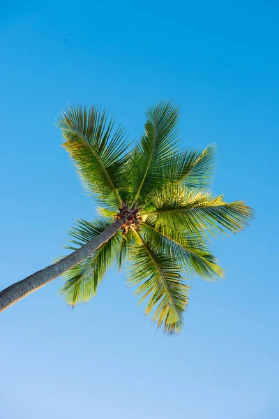 Palmera Individual Sobre Cielo Azul Fondo Vacaciones Viaje Tropical Con —  Fotos de Stock