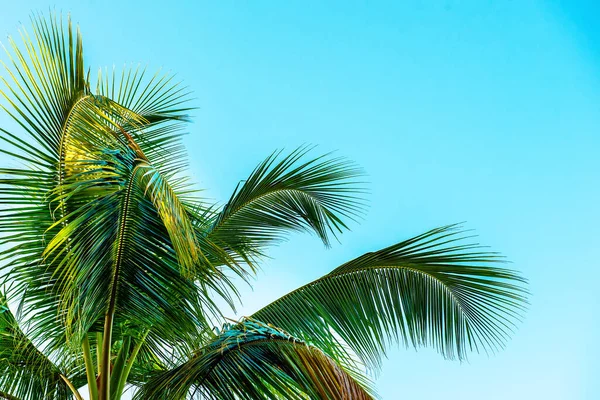 Palmboomtakken Boven Blauwe Hemel Tropische Achtergrond Met Copyspace — Stockfoto