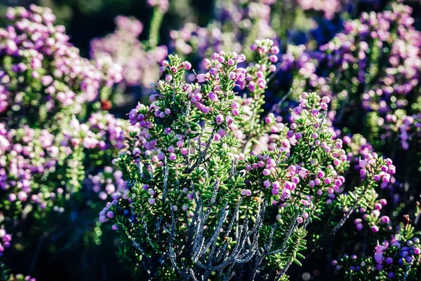 ギリシャで美しいヒーザーの花の開花 自然の季節のヴィンテージヒップスターの花の背景 — ストック写真