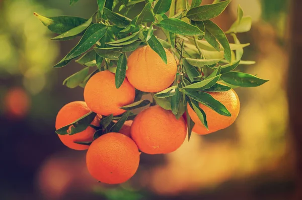 Tangerine Ηλιόλουστος Κήπος Πράσινα Φύλλα Και Ώριμα Φρούτα Μανταρινάδικο Ώριμα — Φωτογραφία Αρχείου