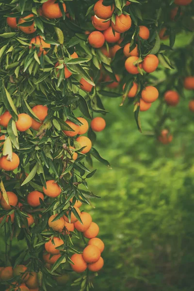 stock image Tangerine sunny garden with green leaves and ripe fruits. Mandarin orchard with ripening citrus fruits. Natural outdoor food background