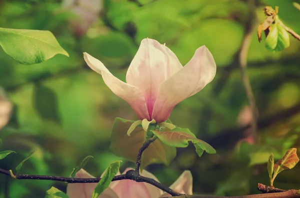春に緑色の葉を持つピンク色のマグノリアの花の開花 花の自然な季節の背景 — ストック写真