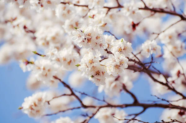 Blossoming Apricot Tree Spring Time White Beautiful Flowers Macro Image — Stock Photo, Image