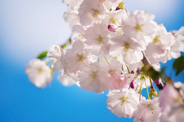 stock image Apple tree flower blossoming at spring time, floral sunny vintage natural background