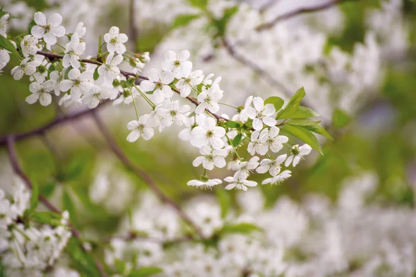春の桜の開花と緑の葉とコピースペース 自然の季節の花の背景 — ストック写真