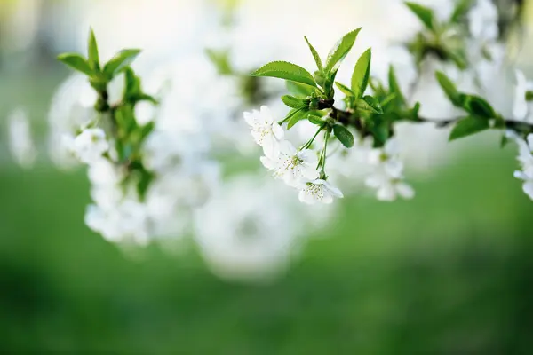 Bloei Van Kersenbloemen Het Voorjaar Met Groene Bladeren Copyspace Natuurlijke — Stockfoto