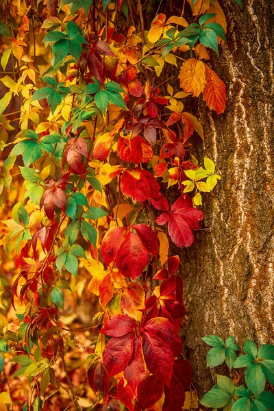Wild Grape Red Leaves Natural Seasonal Autumn Vintage Background — Stock Photo, Image