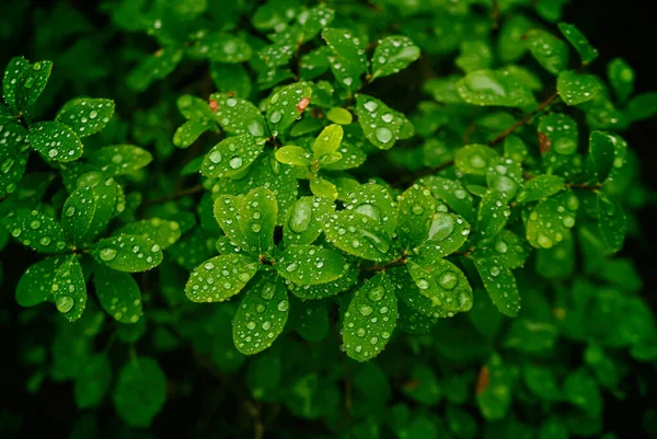 Natürlicher Hintergrund Aus Grünen Blättern Mit Wassertropfen Einer Blaubeere Wald — Stockfoto