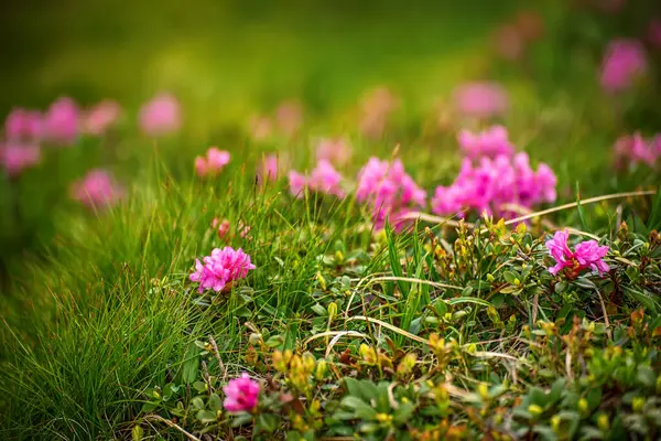 Fleurs Rhododendron Rose Poussant Dans Les Montagnes Fond Floral Nature — Photo