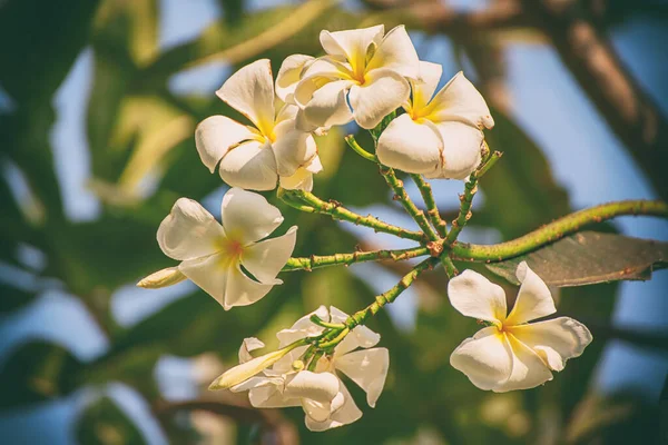 White Plumaria Flowers Tropical Island Thailand Traditional Flower Spa Relaxation —  Fotos de Stock