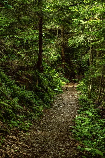 パスと緑の木々と暗いムーディーの森 自然の屋外ヴィンテージの背景 — ストック写真