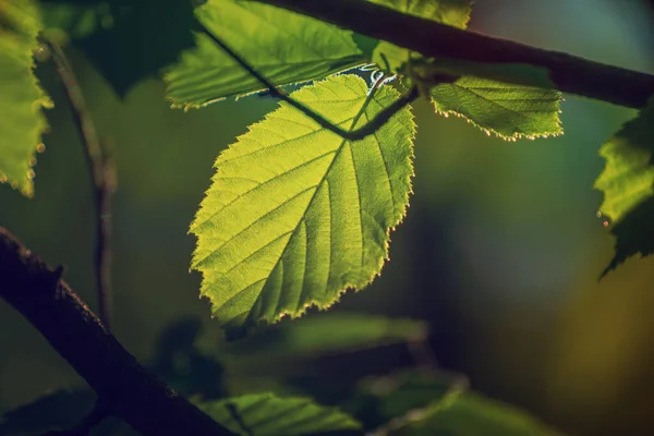 Slunečné Zelené Jaro Letní Listí Lese Eko Přírodní Sezónní Pozadí — Stock fotografie