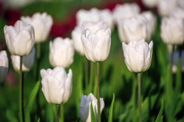 stock image Spring meadow with white tulip flowers, floral sunny seasonal background