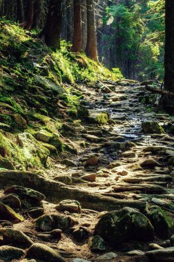 Yol ve yeşil ağaçlarla kaplı karamsar bir yaz ormanı, doğal bağbozumu arka planı. Ukrayna. Carpatian Dağları