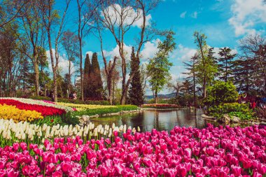 Emirgan Parkı 'nda geleneksel Lale Festivali. İlkbaharda tarihi bir şehir parkı.