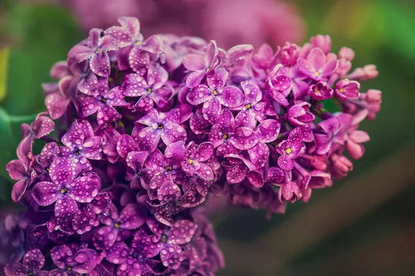 Macro Image Printemps Lilas Violet Doux Fleurs Avec Des Gouttes — Photo