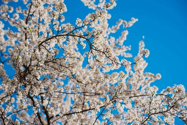 Aprikos Träd Blomma Mot Blå Himmel Säsongsbetonad Blommig Natur Bakgrund — Stockfoto