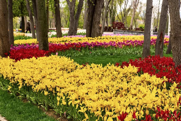 Schöne Farbenfrohe Blumen Beim Traditionellen Tulpenfest Emirgan Park Einem Historischen — Stockfoto