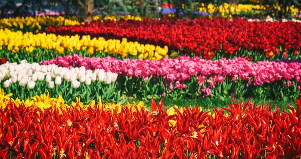 Vackra Färgglada Blommor Traditionella Tulpan Festival Emirgan Park Historisk Stadspark — Stockfoto
