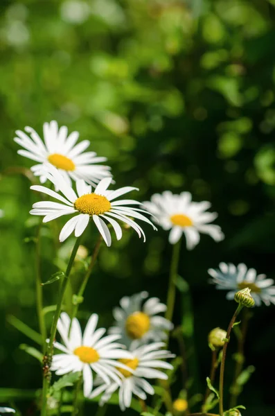 Dzikie Rumianek Stokrotki Kwiaty Rosnące Zielonej Łące Przestrzeni Kopiowania Naturalne — Zdjęcie stockowe