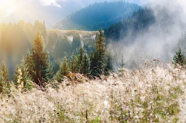 黄金の牧草地やモミの木と霧の朝光沢のある夏の風景 — ストック写真